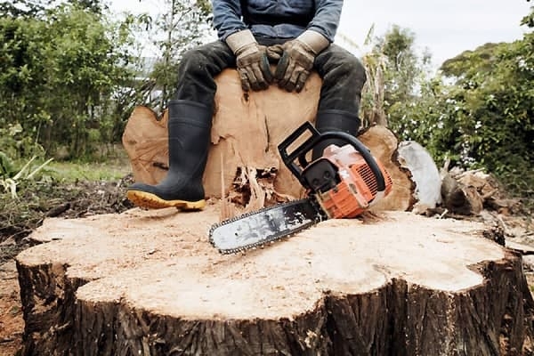 Житель Кіровоградщини незаконно спиляв більше 800 дерев