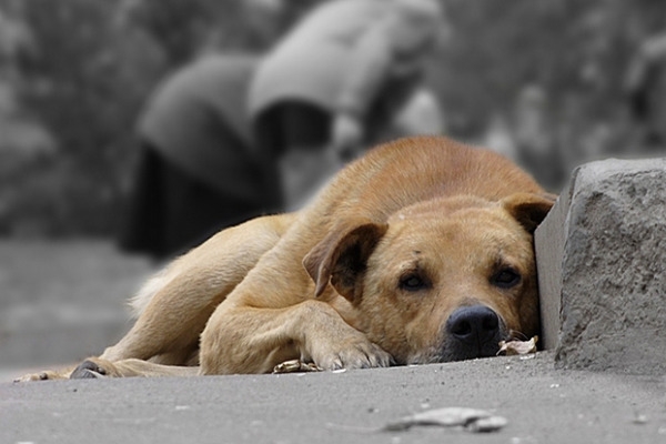 Що робитимуть з безпритульними собаками у Кропивницькому