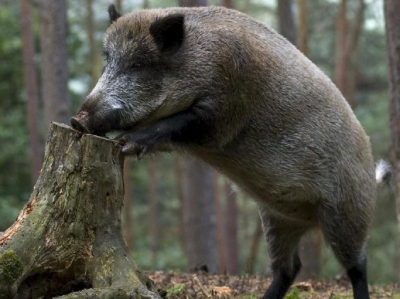 На Кіровоградщині відкривається сезон полювання на парнокопитних