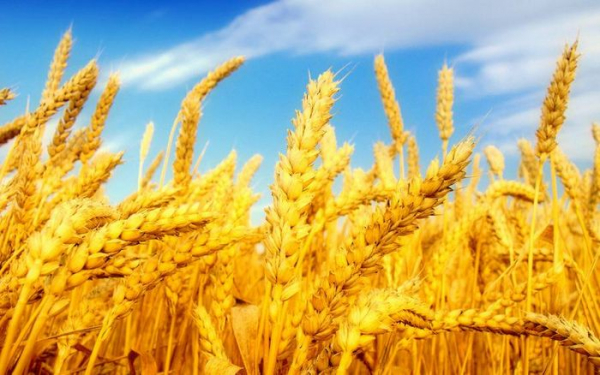 Керівника комбінату Кіровоградщини підозрюють у втраті пшениці на 22 мільйони гривень