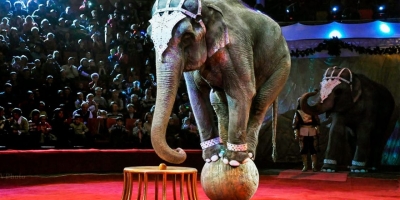 До Кропивницького не пускатимуть «тваринні» цирки