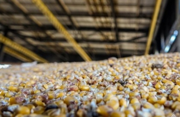 Фатальна необережність: на Кіровоградщині чоловік став жертвою кукурудзи