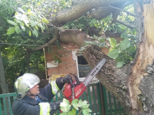 На Кіровоградщині величезне дерево впало на приватний будинок (ФОТО)