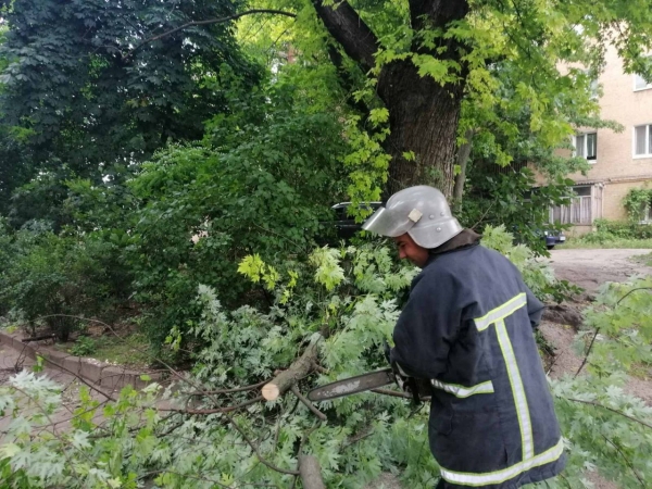 У Кропивницькому на 4-х вулицях прибрали аварійні дерева