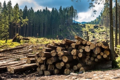 В карпатських масштабах: на Кіровоградщині цинічно знищують ліси (ФОТО)