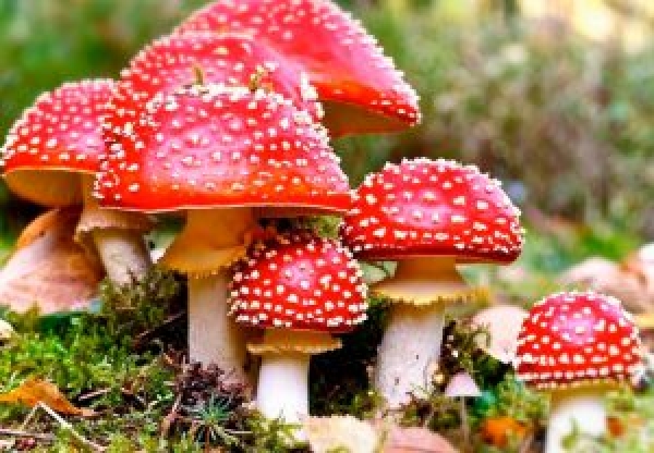 Обережно! У Кропивницькому знову зафіксовано випадок отруєння грибами