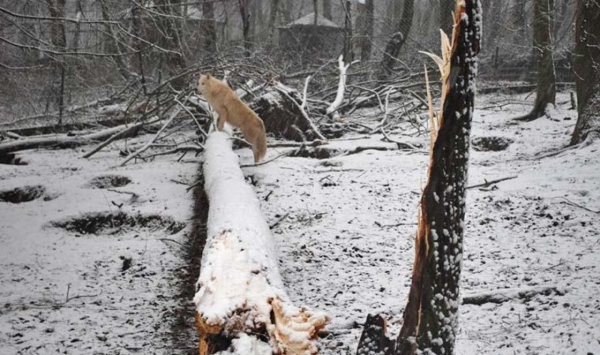 На Кіровоградщині дерева порвали лінію електропередач (ФОТО)
