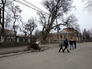 У Кропивницькому знесуть 400 дерев. ФОТО