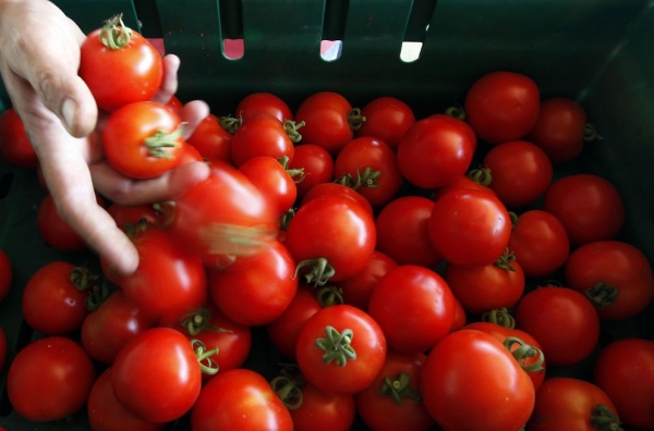 &quot;Помідорна війна&quot; може закінчитися: Росія хоче повернути турецькі томати на свій ринок