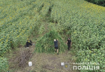 Понад 35 тисяч кущів конопель поміж соняшниками виявили на Кіровоградщині
