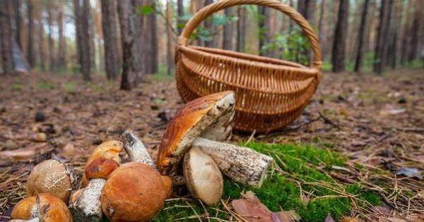 Стали відомі подробиці отруєння грибами жителів Кіровоградщини