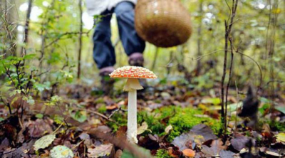 Жителька Кіровоградщини померла від отруєння грибами