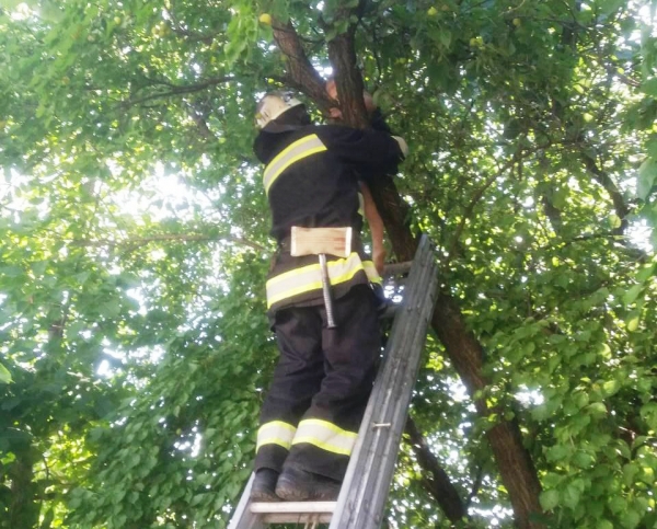 На Кіровоградщині рятувальники зняли трирічного малюка з дерева