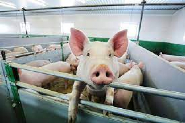 Свиноферму на Кіровоградщині оштрафували на 50 тисяч гривень