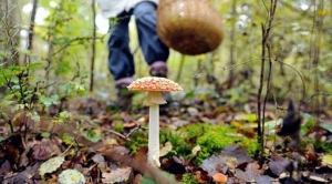 На Кіровоградщині сім&#039;я отруїлась грибами