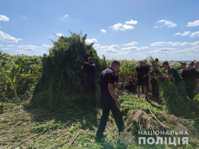 Поліцейські Кіровоградщини спалили конопель на близько 20 мільйонів