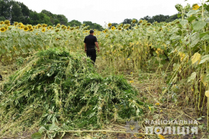 За дві доби поліцейські Кіровоградщини виявили понад 34 тисяч рослин конопель