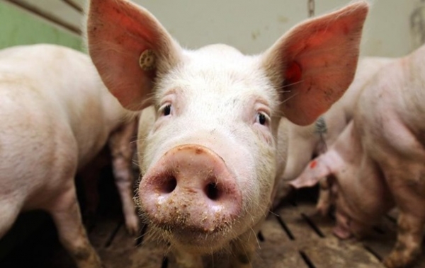 Знищено сотні тварин: на Кіровоградщині ліквідують спалах африканської чуми свиней (ВІДЕО)
