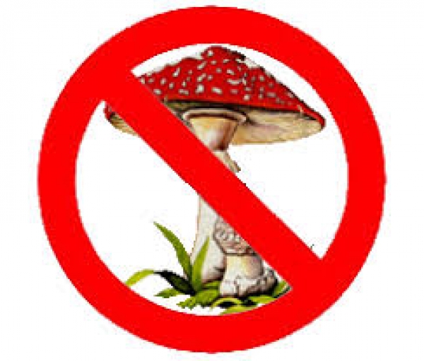 Зареєстрований перший летальний випадок отруєння грибами в Кіровоградській області