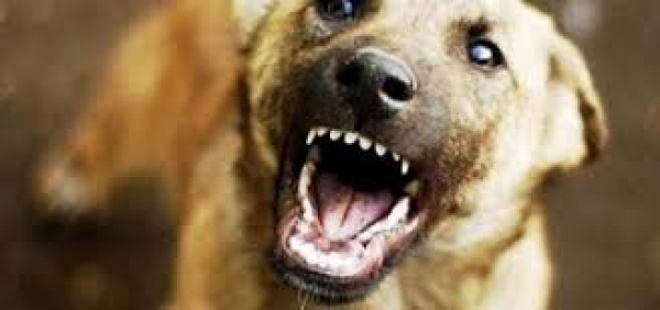 Скажений собака покусав п&#039;ятеро жителів Кіровоградщини