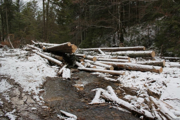 Житель Кіровоградщини вирубав лісу на 140 тисяч гривень