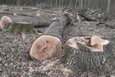Жителя Кіровоградщини судитимуть за вирубку цінних дубів