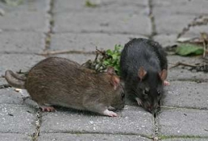 Жителів Кропивницького лякають пацюки на мосту (ВІДЕО)