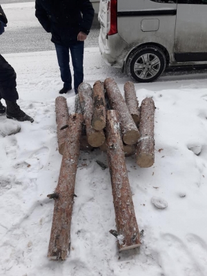 У Кропивницькому чоловік та жінка нахабно знищували сосни на легендарній Лісопарковій (ФОТО)