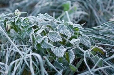 Другий рівень небезпеки: жителів Кіровоградщини попереджають про сильні заморозки
