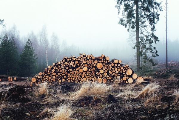 Лісоруб з Кіровоградщини знищив дерев на суму понад 210 тис грн