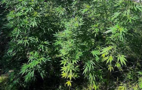 На Кіровоградщині виявили понад 17 тисяч нарковмісних рослин