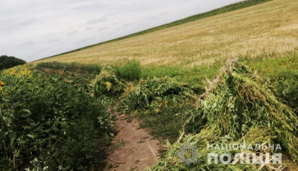 На полі Кіровоградщини знайшли посіви конопель