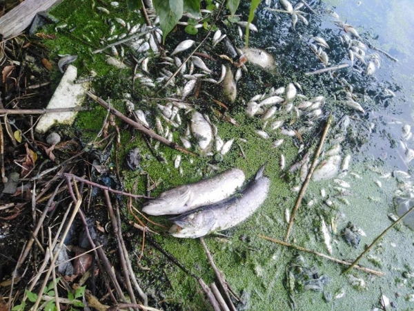 У Кропивницькому масово гине риба: фахівці назвали причину (ВІДЕО)