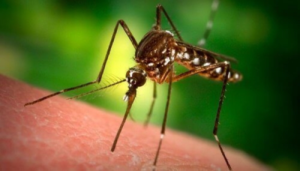 У жителя Кіровоградщини виявили малярію