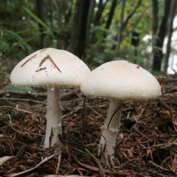 На Кіровоградщині зафіксували черговий випадок отруєння грибами