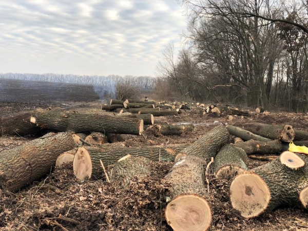 Варвари на посадах: на Кіровоградщині чиновники вирубали цінні породи дерев (ФОТО)