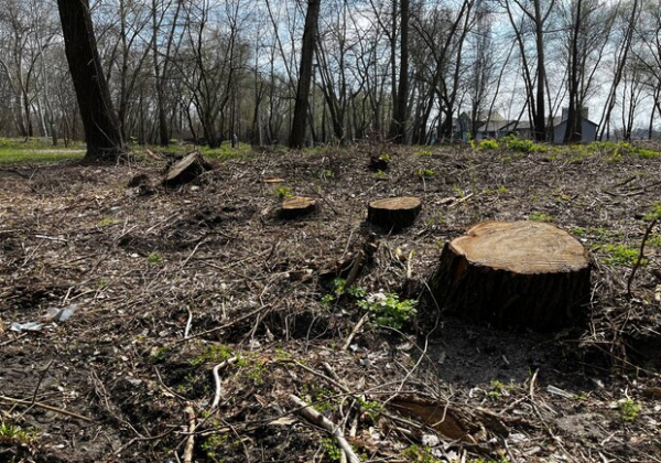 На Кіровоградщині невідомі вирубали дерев на понад 20 мільйонів