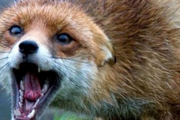На Кіровоградщині через хвору лисицю масово рятують домашніх тварин (ВІДЕО)