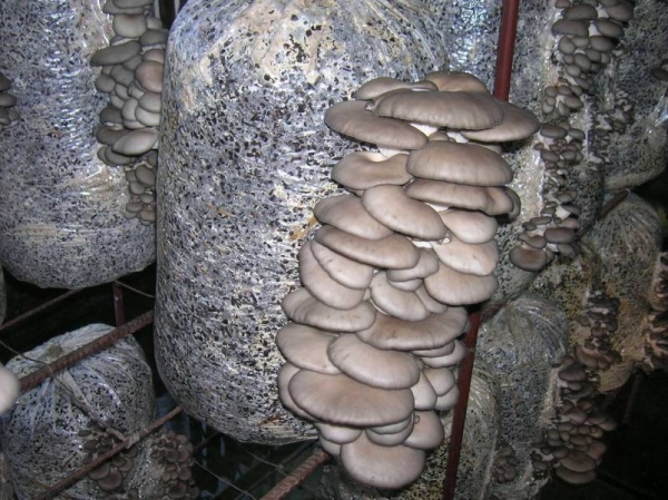 Жителька Кропивницього вирощувала гриби в підвалі багатоповерхівки