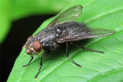 Як у Кропивницькому радять боротися з мухами