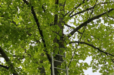 У Кропивницькому кіт три доби просидів на верхівці високого дерева