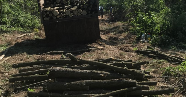 На Кіровоградщині чорні лісоруби напиляли дерев на понад 130 тисяч