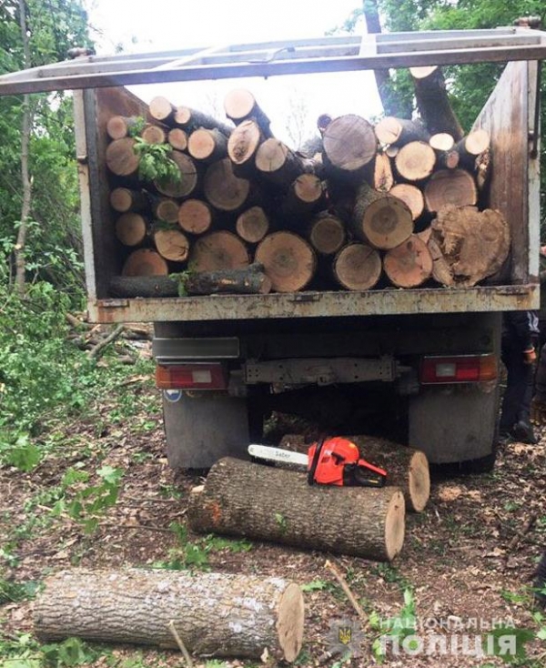 На Кіровоградщині незаконно вирубують дерева у великій кількості (ФОТО)
