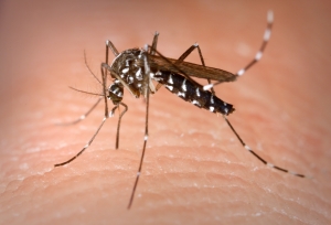 Небезпека поруч: на Кіровоградщини можна заразитись від звичайного комариного укусу