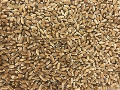 Кіровоградщина: зі складів поцупили чужий урожай пшениці на 17 мільйонів гривень