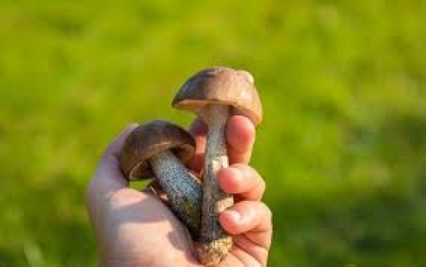 На Кіровоградщині у дитини не підтвердили отруєння грибами