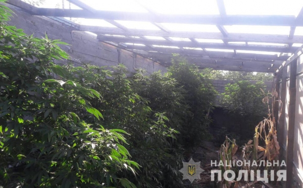 Виявили у жителя Кропивницького теплицю з нарковмісними рослинами