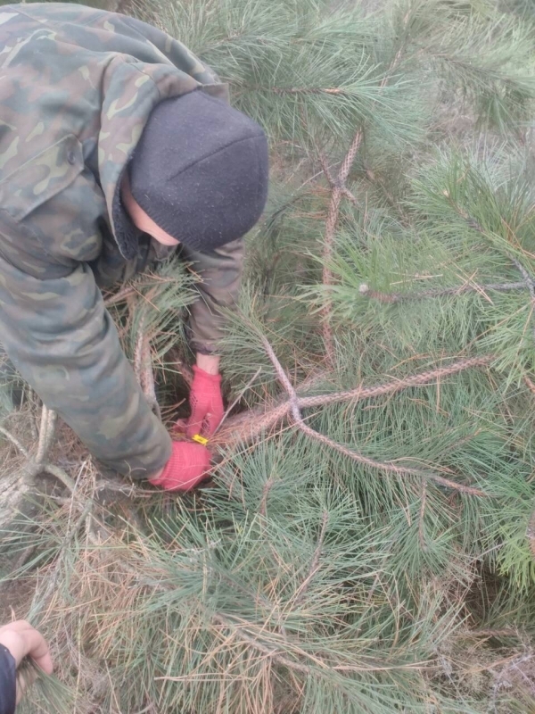 Лісгосп на Кіровоградщині розпочав охорону новорічних ялинок