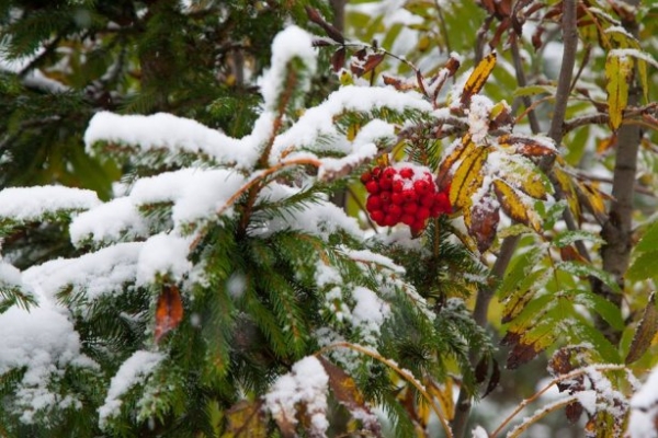 Жителям Кіровоградщини обіцяють сильні заморозки та сніг