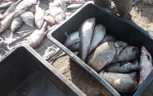 Житель Кіровоградщини незаконно наловив риби на 200 тисяч